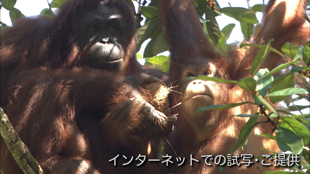 Nep Nhkエンタープライズ フッテージ提供